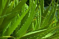 massk-organic-aloe-barbadensis-leaf-aloe-vera-extract butt masking