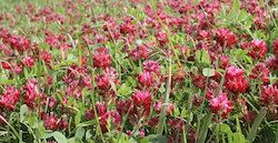 massk-organic-trifolium-pratense-red-clover butt mask